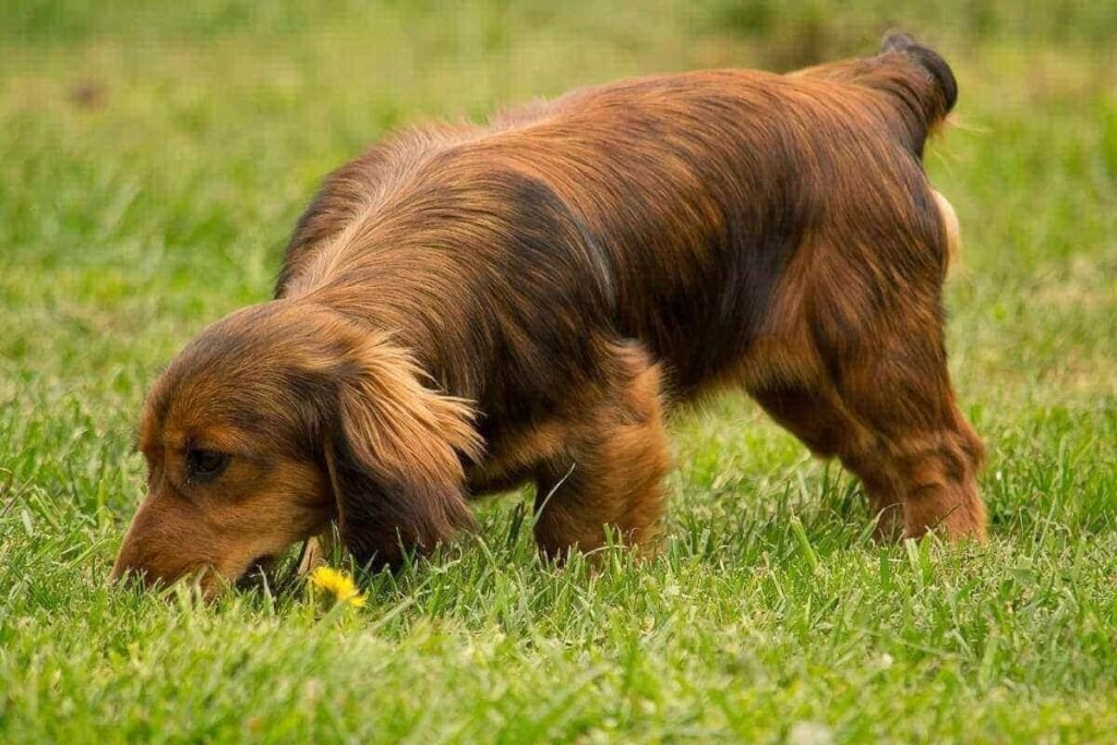 olfato-canino-um-sentido-extraordinario