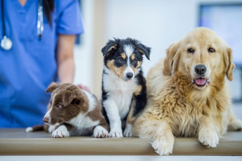 como-proteger-cachorro-contra-pulgas-carrapatos-e-vermes