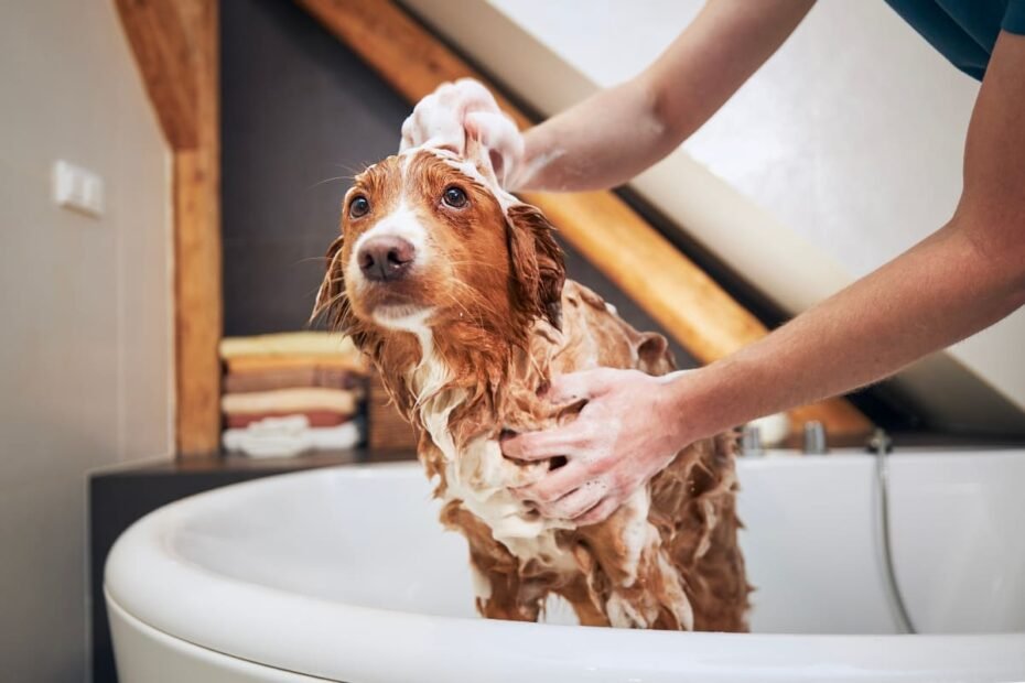 Dicas essenciais de higiene e banho para cães