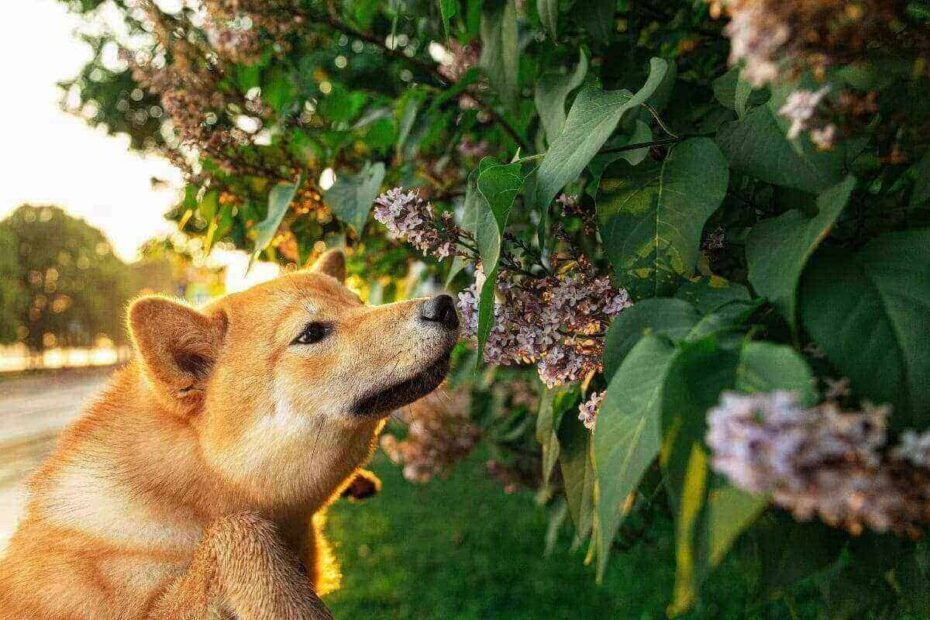 olfato-canino-um-sentido-extraordinario