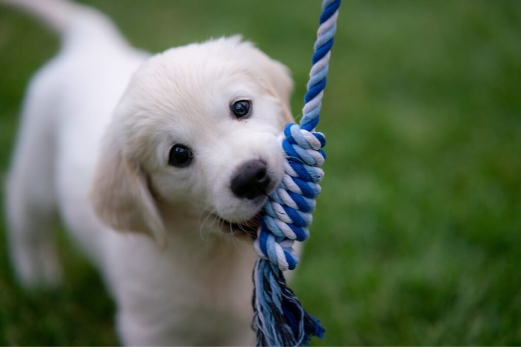 cuidados-nutricionais-para-filhotes-de-cachorro