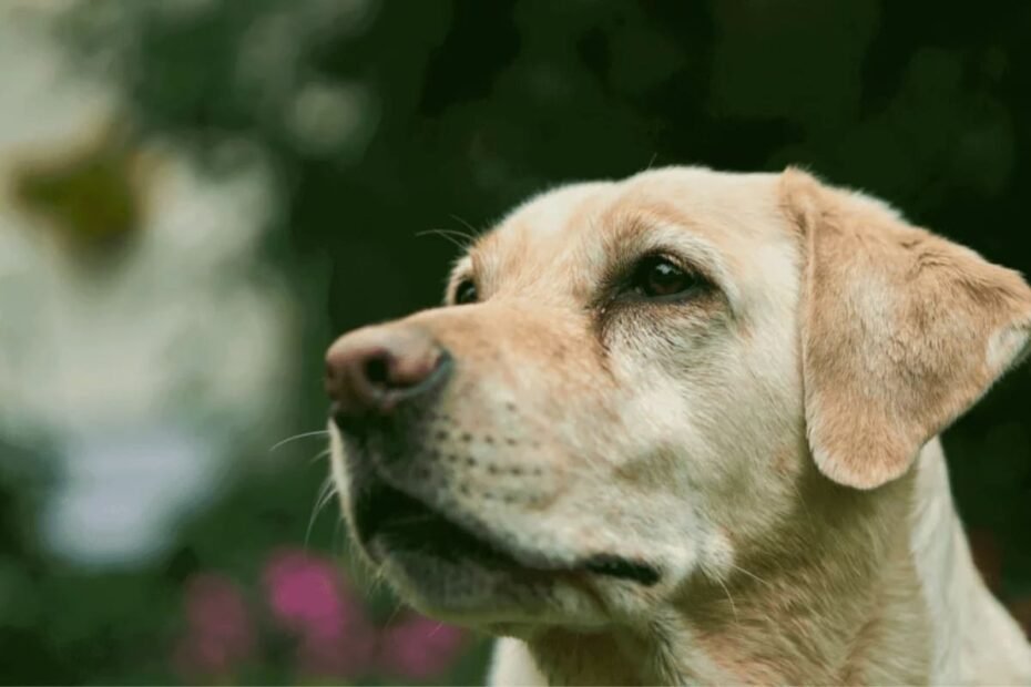 5-racas-de-cachorros-mais-recomendadas