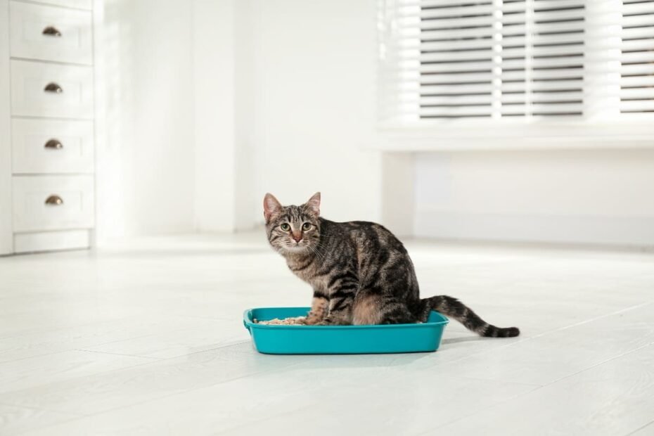 Saiba como treinar seu gato para usar a caixa de areia