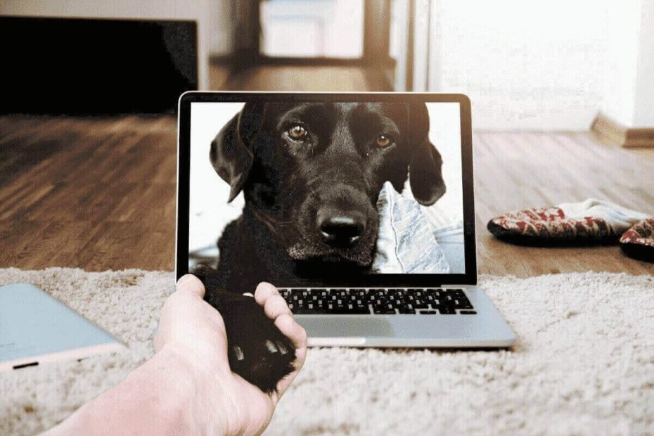 conheca-aplicativos-e-gadgets-cuidado-canino-facilitado