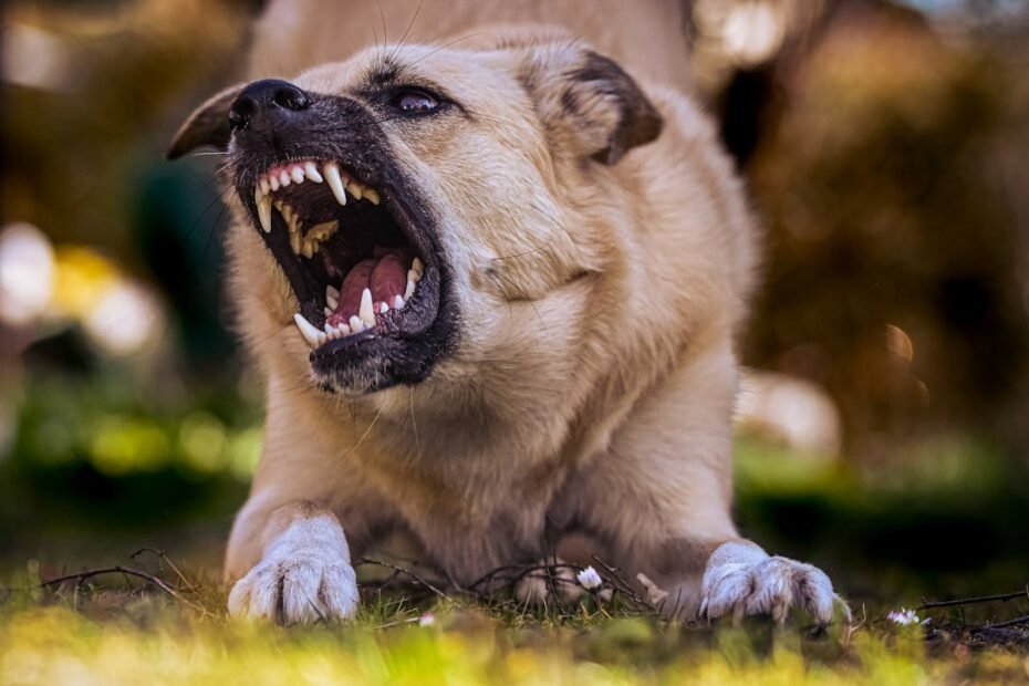 raças de cachorros mais bravos